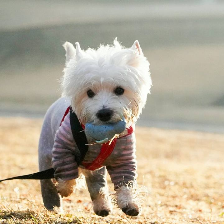 7d87740d 4ef7 4ed5 b997 3a8ccd147dcf 1514202870258