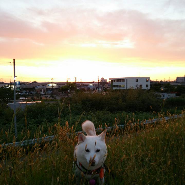 7d891bf4 2fcf 4f46 b0a2 758a44aa9f46 1558434365928