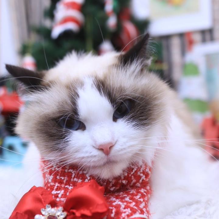 7d8e8dfb 4263 4a2b b6b8 7be326661979 1671797019039