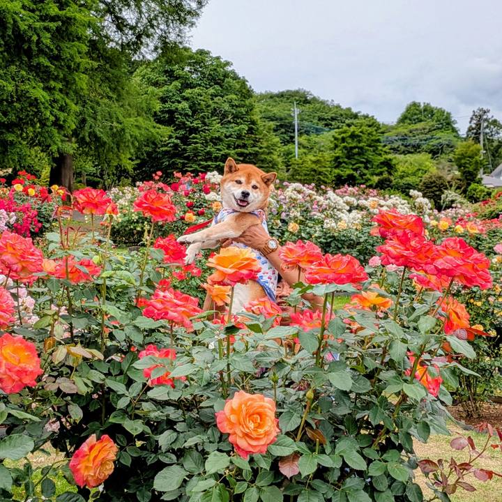 7d93c13c 2ee9 48b4 bd79 e5435c649ce7 1748497637249