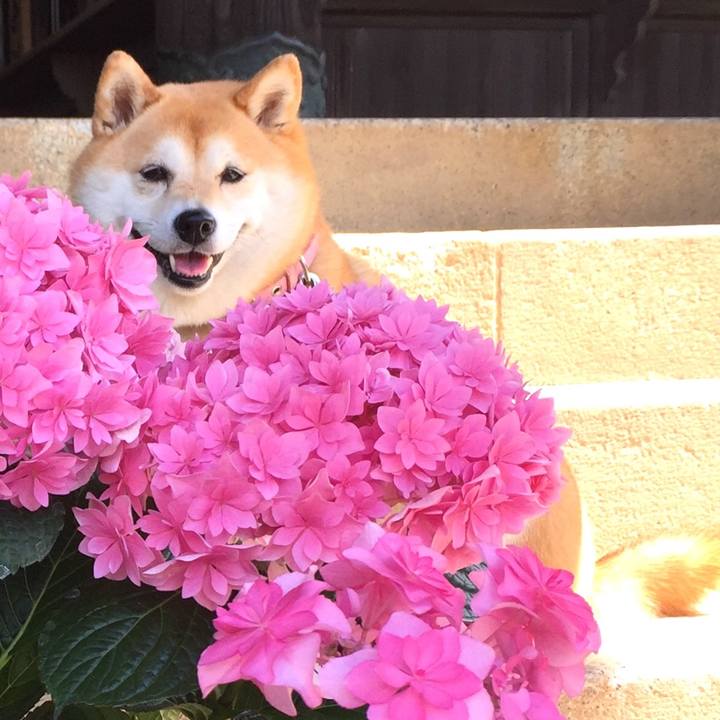 7d94812c 288a 4efd b3a2 20d039bc6fdc 1560672532894