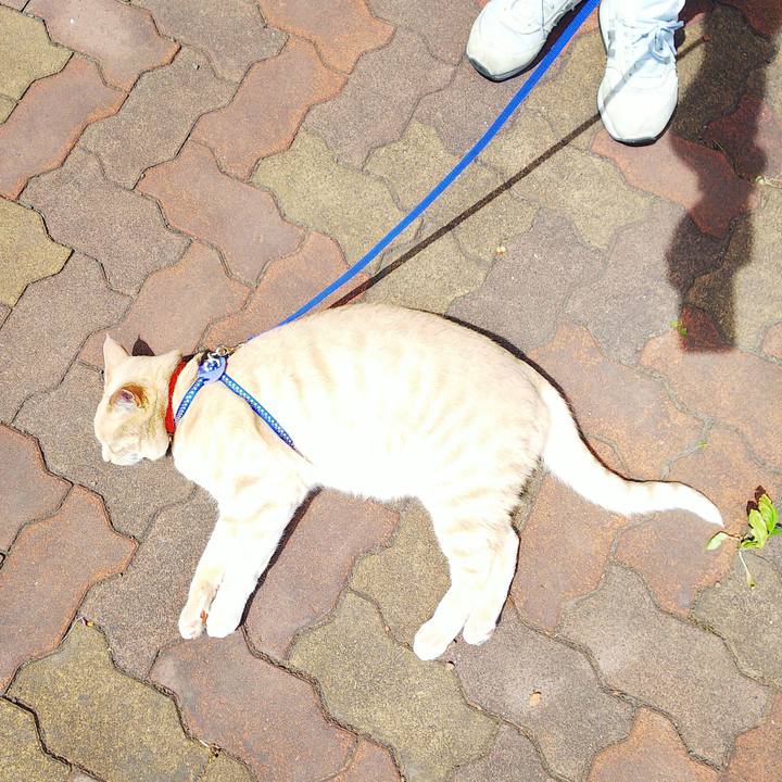 7d972a1b 0a7a 4fc8 985c 2a10b9fcd33d 1591510181839