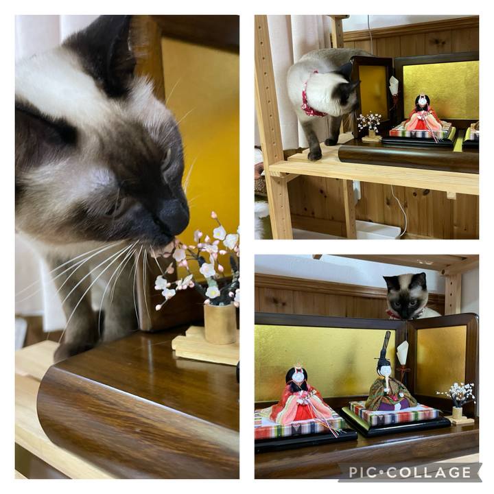 7d9a1e1e 8a2e 4c3b 8568 5600ba3bcf5e 1709118494746