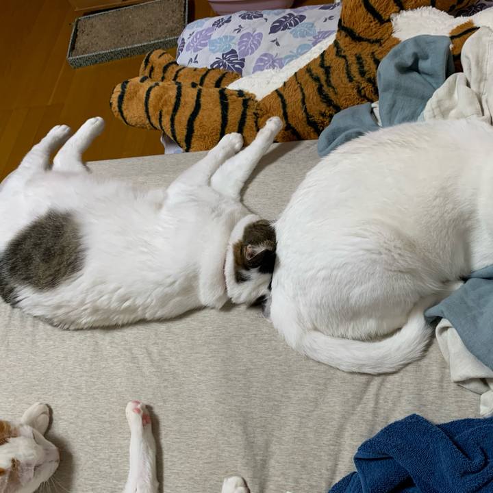 7d9acbd3 fe82 4202 9099 1495a3c7bc82 1627820214384