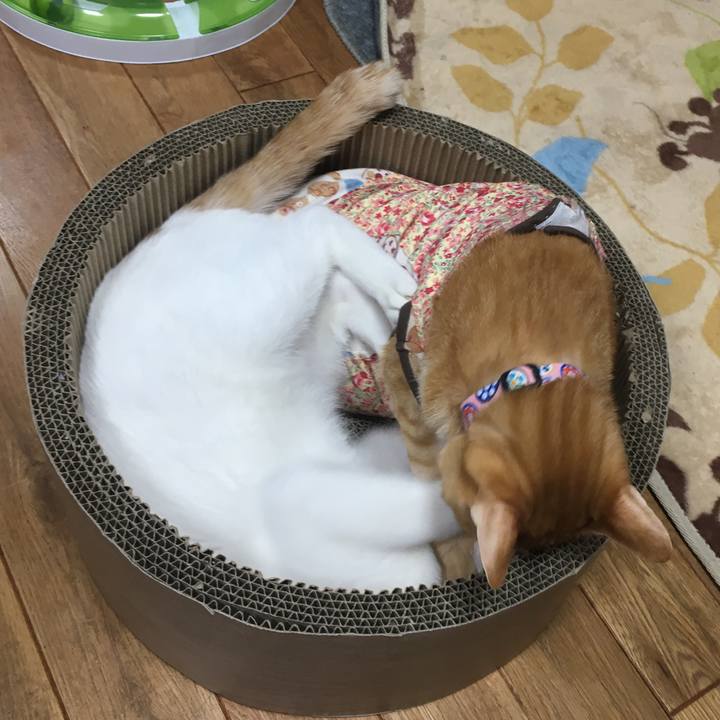 7d9c6f8d 9778 417f 901d 24749175f950 1517487900192