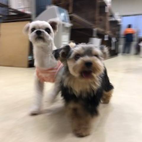 7d9ec45f 05c3 4f2c 836a 89992f7940b0 1529492637573