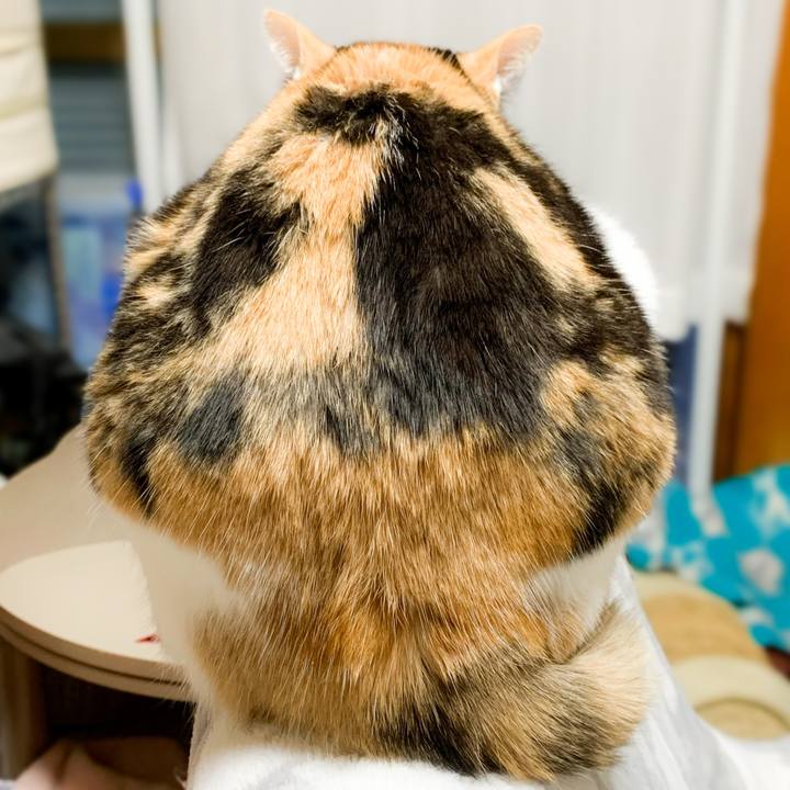 7da4f7d0 5008 43ba b5d2 9794f83e9d58 1583716301299