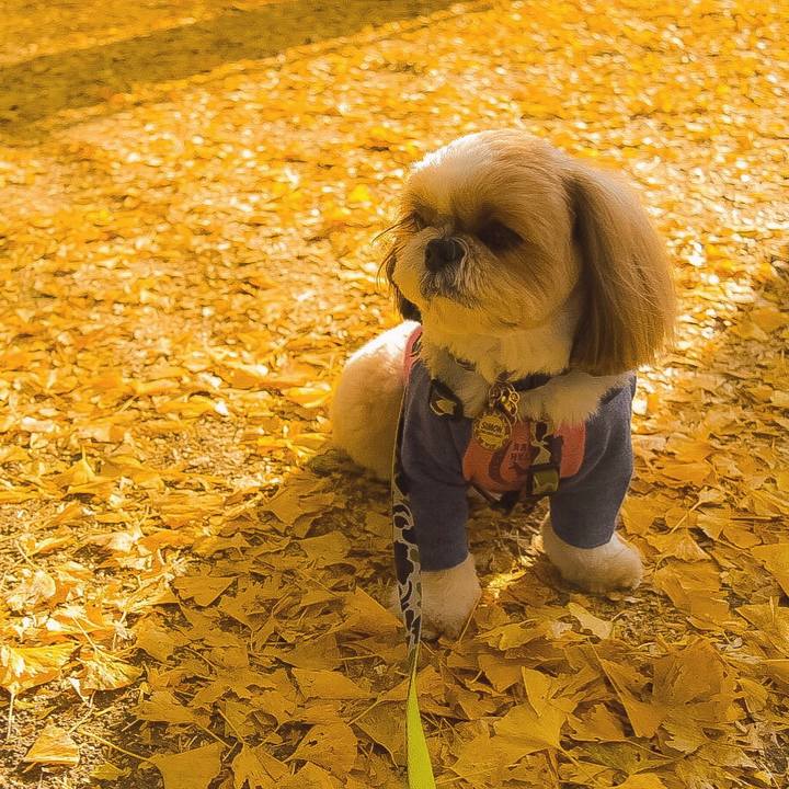 7da7697b ac4e 487f b414 094256d7e0be 1510095043855