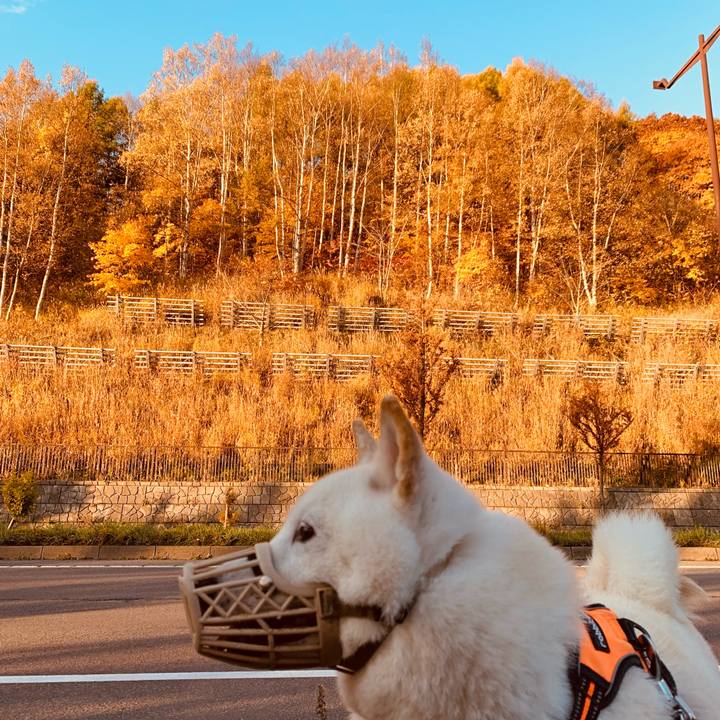 7da85974 3b85 4e6e beb5 28a08b78f286 1635548002603