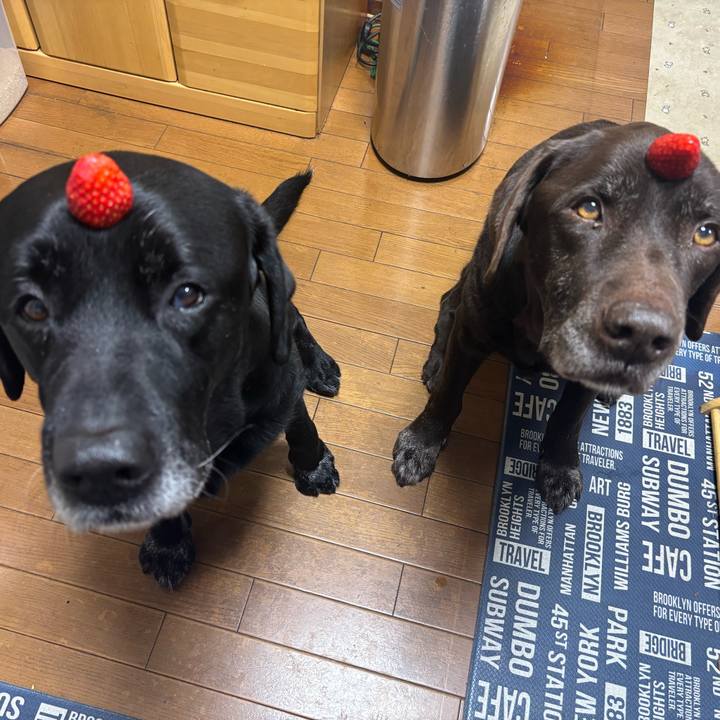 7da85a9c 2cec 47f7 bb42 116443ab3634 1766669667049