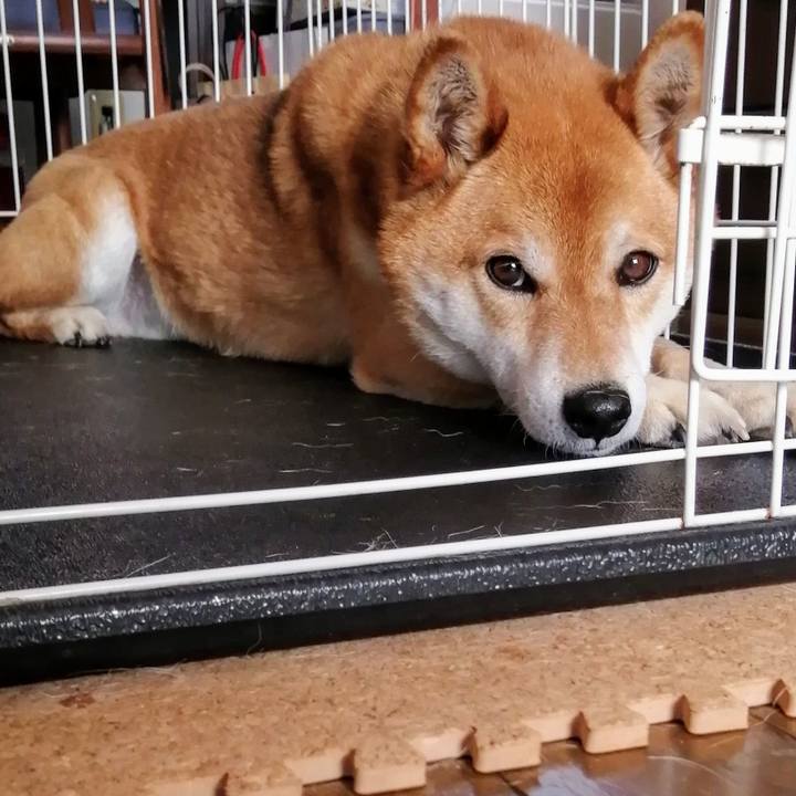 7da99b36 c9d6 4383 8e81 8497ea7a7066 1619320278736