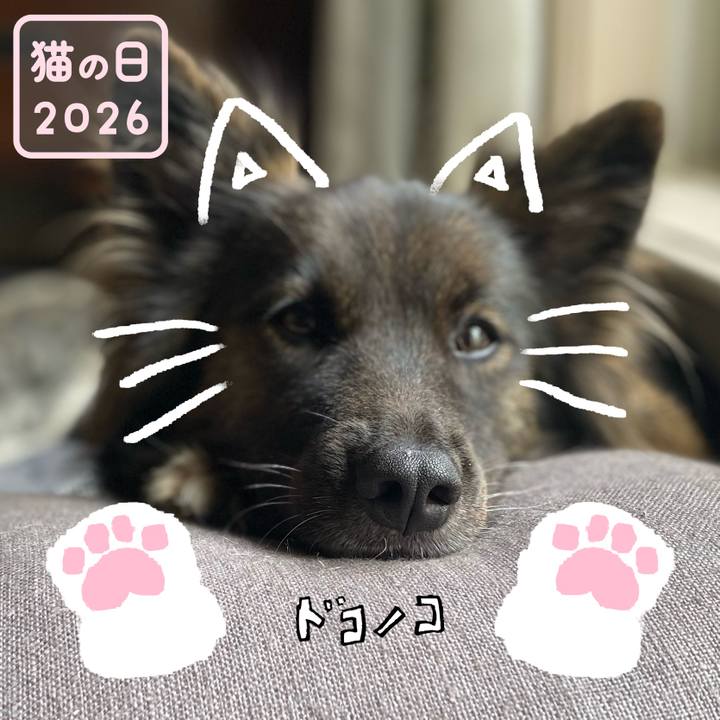 7da9c4f3 f11c 420c a2e8 e0bdc573d8a7 1771743461680