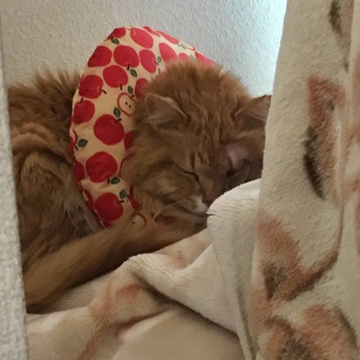 7daa6b07 830c 4902 9ad3 7387a5022c6d 1519275918253