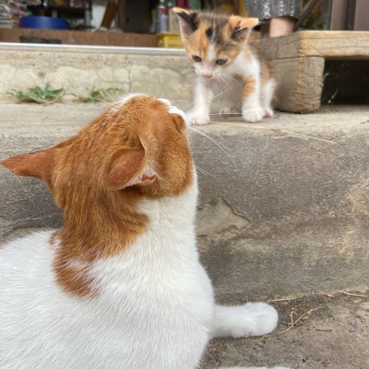 7db03b56 73d9 40a3 ab8a 78ef0fad27e9 1628502870448