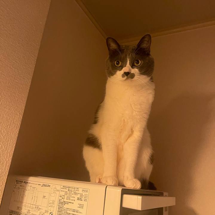 7db10472 f7c8 4e94 a70d 8166590f0cdd 1738495881040