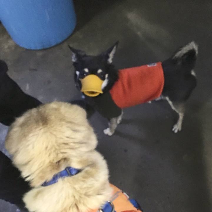 7db22021 505d 4f53 86d6 8c6c8f97d3d7 1522125477557