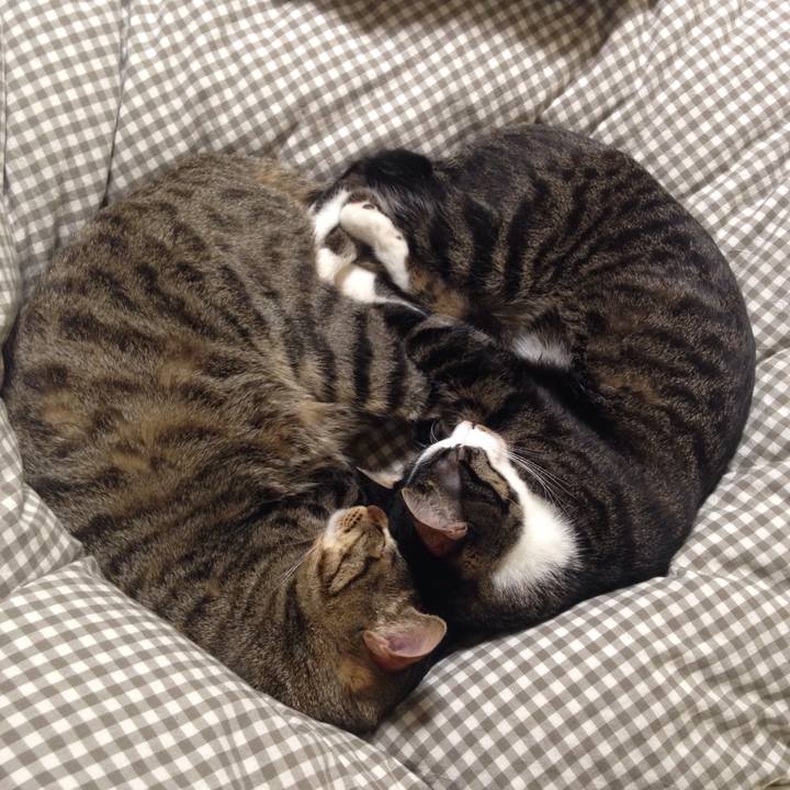 7db3c114 f342 4ac0 bcaa c0e0663d1d0c 1512145979883