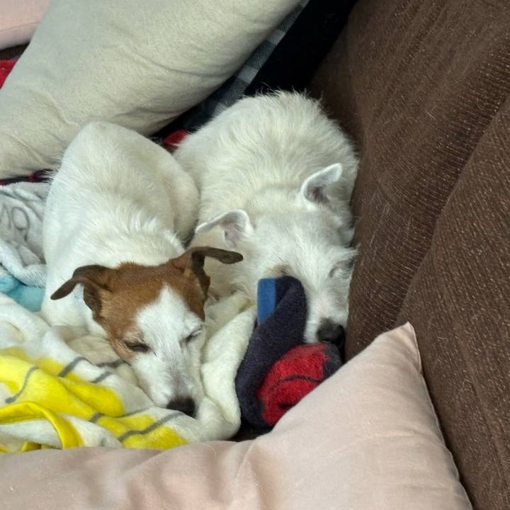 7db411ef a056 424f adcc 3d71a3d5711b 1768737641581