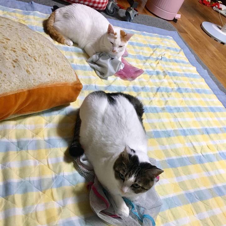 7db60389 a831 46e0 a969 3df98c7ae53c 1533734827934