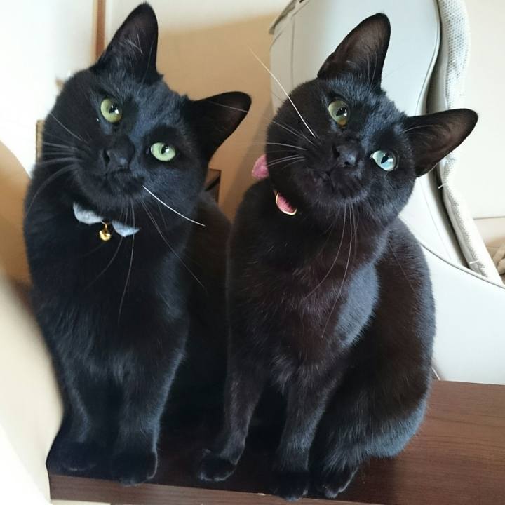 7dbb878d 4a0a 48bf b45c 2f92cb447dbf 1521642455932