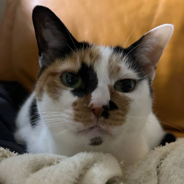 7dc0e869 12fa 46f1 ab72 2412e6d7c96e 1771749150241