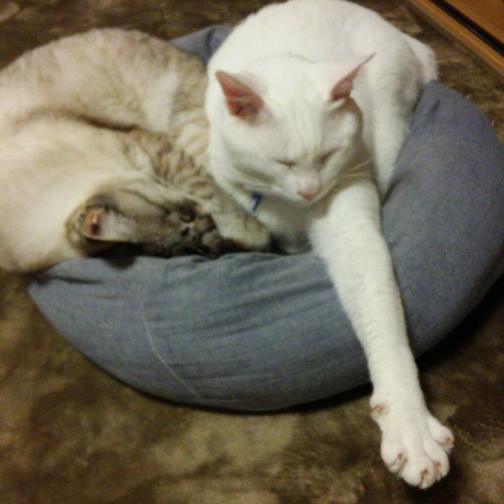 7dc13cc4 4b49 4871 a3f7 76979bb26904 1523969337490