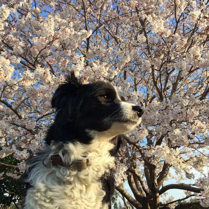 7dc48337 5dd0 4662 b4ab 59f7ae1fd2f6 1554417111869