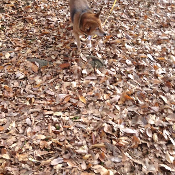 7dc6e92a beef 46c5 882a 99b9e4ea6f15 1511871437536