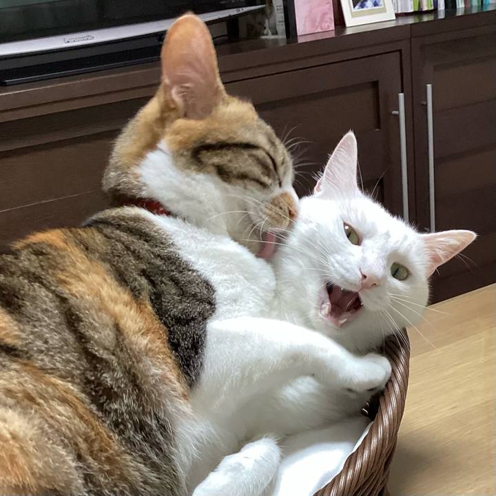 7dc7f680 1e47 4e0e b0c6 89050f4559bd 1684980241087