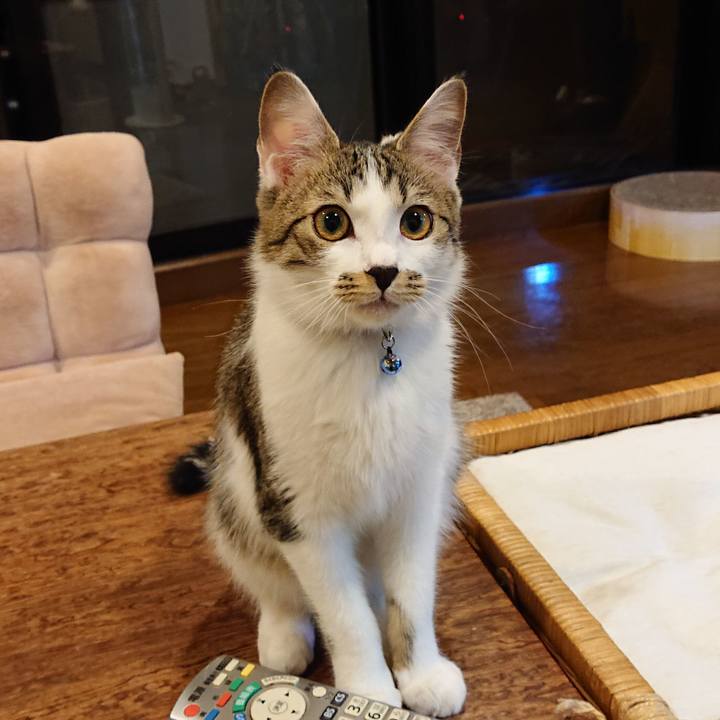 7dcd46f1 4903 48a6 81dc e252b9e08f10 1548762430525