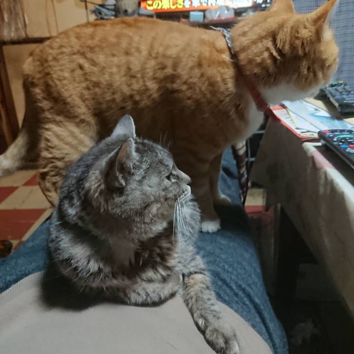 7dce0334 9469 4bd1 9cdf 9c08addc0eb5 1575538530629