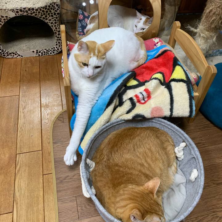 7dcfa88e 0f3e 4e5a 8165 72de47f7bd9e 1610020434539