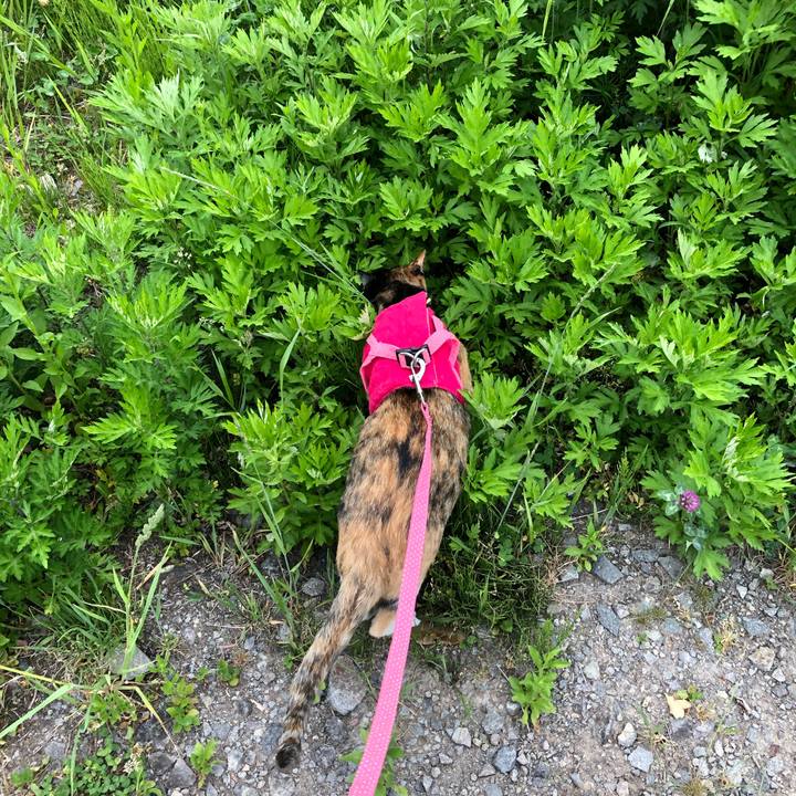 7dd0217f 02af 44a5 ac4f ef00f519a345 1559697271554