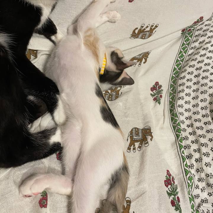 7dd0fc06 ca86 42ff b64c 0549502d47b3 1659621777400