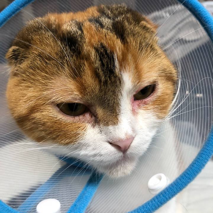 7dd34694 eca6 4f91 94c8 0eeb76ca2ce9 1534159258238