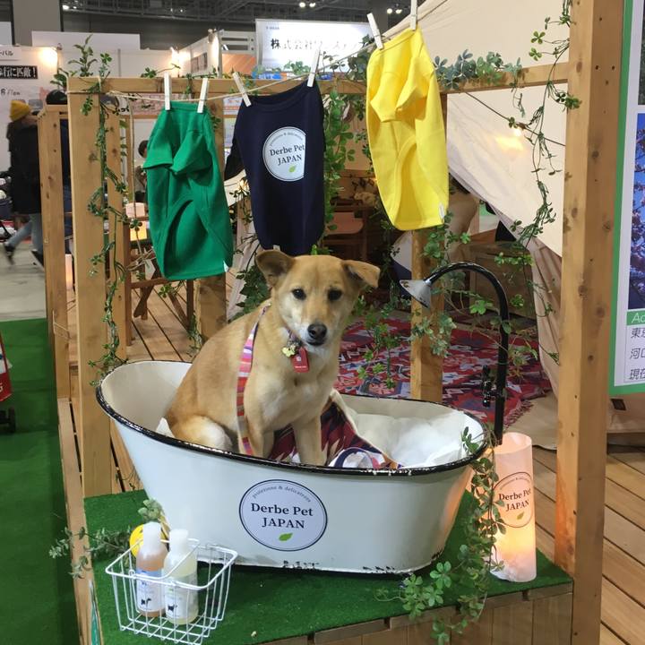 7dd37fea 7e54 4bd3 a31f b99826c3480a 1553960059787