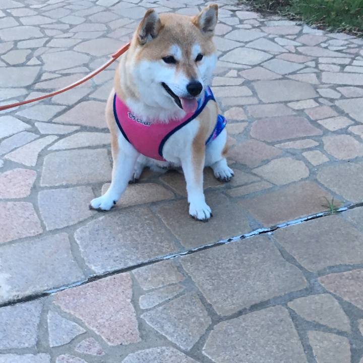 7dd3b2d2 190a 496d 9b62 5fcbcdf3468c 1561545683503