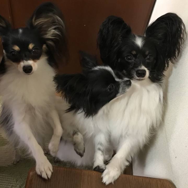 7dd4a87f 1ccf 420c 846d c656b8bd79c7 1509702995570