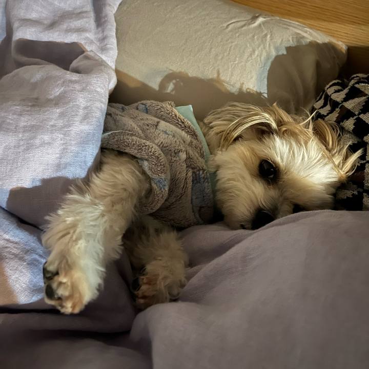 7dd80326 35ce 47d4 b85e 40415d3572c8 1764855092490