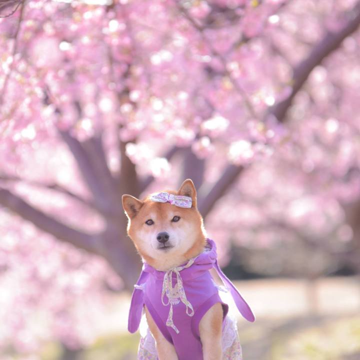 7dd97e7c 5a2a 4e0f 9236 f2c345b0097a 1709694741003