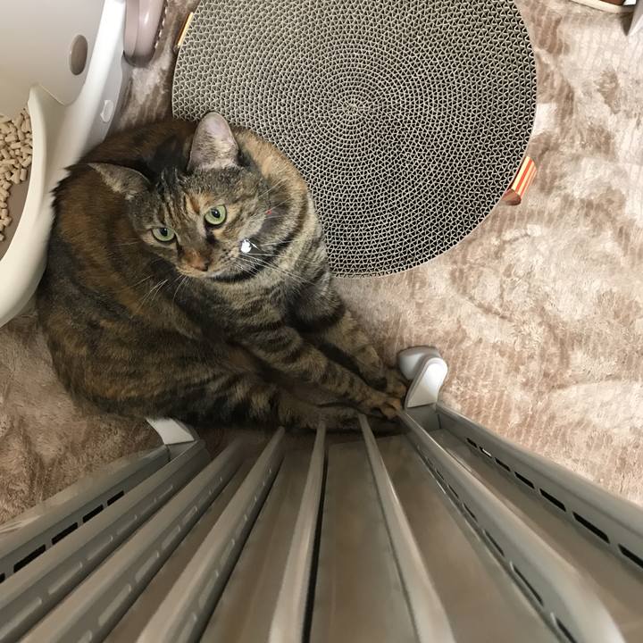 7ddad90b 12cb 4299 b6d3 1060d338f836 1510838525738