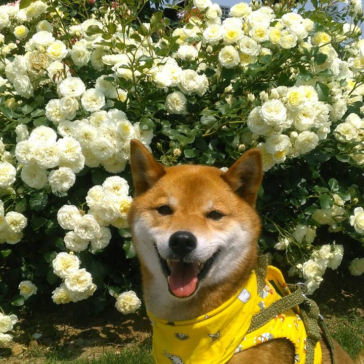 7ddbb9d4 451f 4d08 a336 bcd1f9f43aad 1527401675081