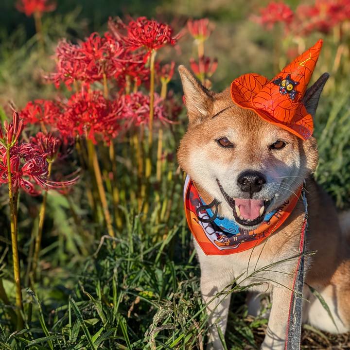 7de2efaf 95d8 471d ab6e 0bb1641c848a 1758621933432