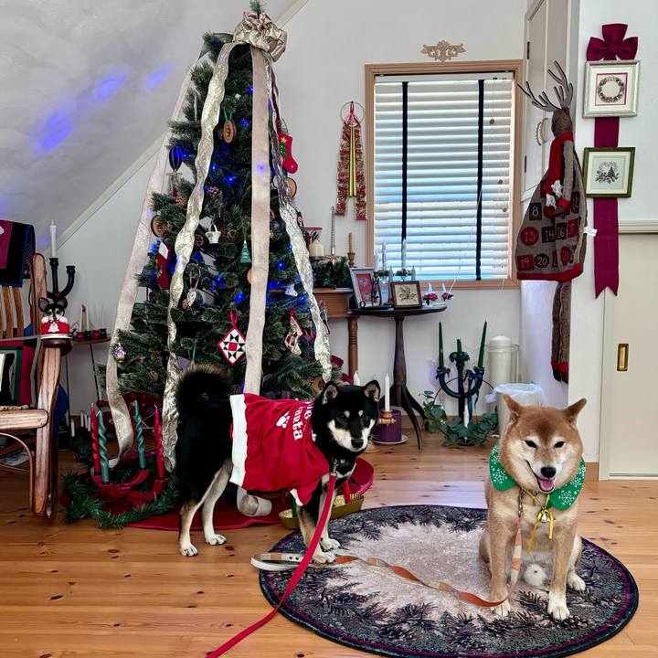 7de4c601 73dd 44c5 a5ad cc4698ffc2c8 1733023783563