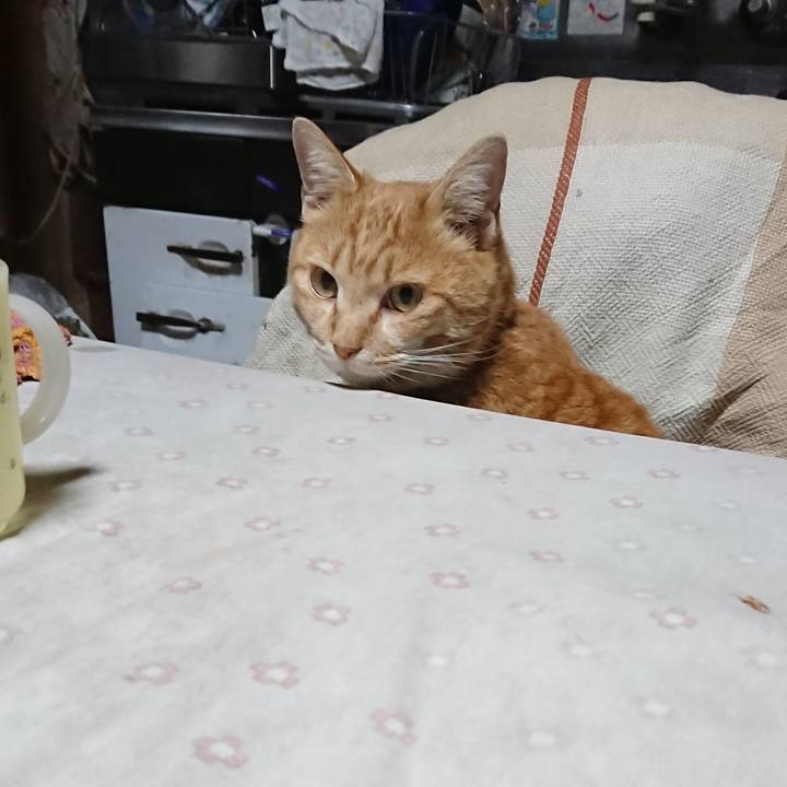 7de52dd1 7668 4cae 91a6 7b8e6d2c66de 1581974055178