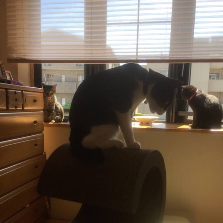 7deb832e 233b 476c a2b6 03341bd26c0c 1526977536398