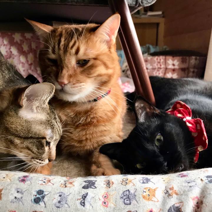 7dec90d4 c3d8 4fec bb06 81f3fbbf8bd9 1552969322593