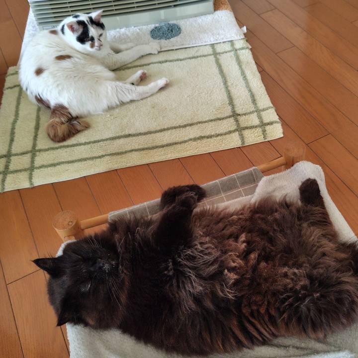 7def557e 2207 4c97 8240 a835fe382637 1745708745060