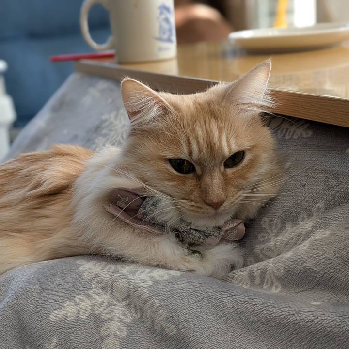 7df23106 b864 4420 bd33 e9d256045e6c 1741317888026