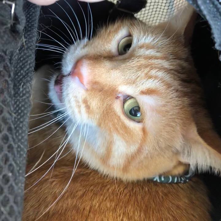 7e02586a ca86 4b83 87f2 25ca83456583 1579403848941